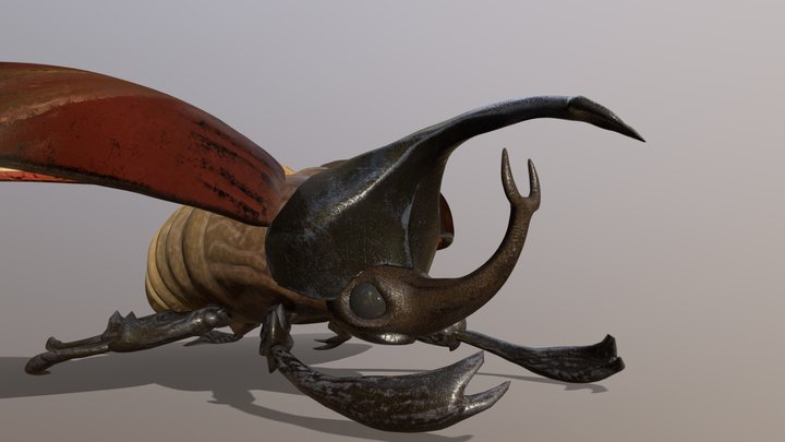 Rhino Beetle 3D Model