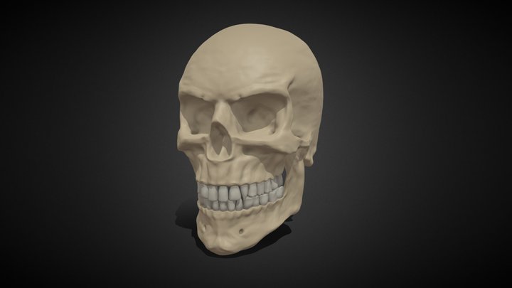 skull male 3D Model