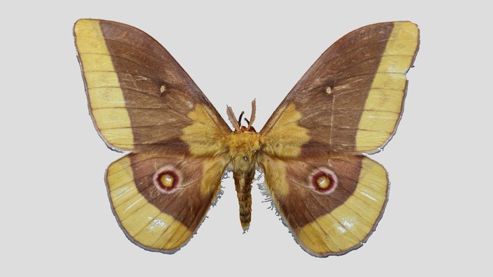 YPM ENT.403675 Moth, Imbrasia sp. – Kostenloses 3D-Modell STL