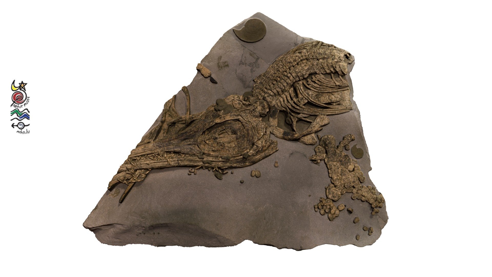 Hauffiopteryx typicus TU246