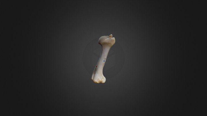 Humerus Reconstruction V2.2 3D Model