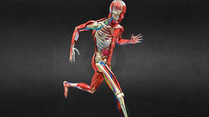 Anatomy Human Body Dissection Animation Runing 3D Model