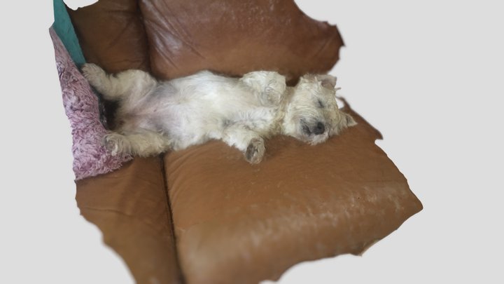Sleeping Westie 3D Model