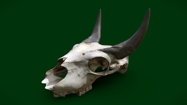 Scanned Nilgai Skull 3D Model