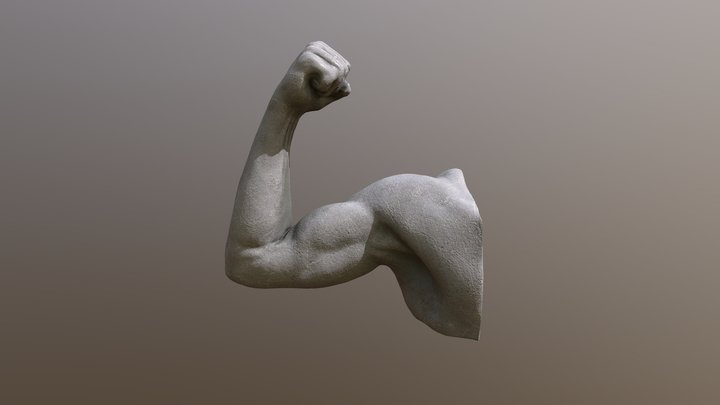 Arm 3D Model