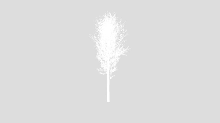 Forest Tree