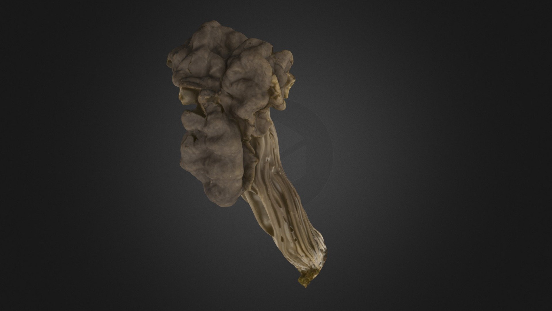 Helvella vespertina mushroom