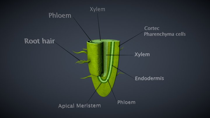 Root Structure