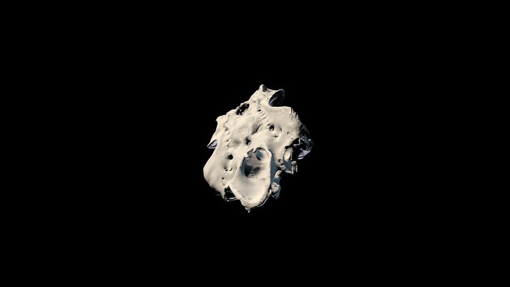 Spiny Dogfish (Squalus) Cranium 3D Model