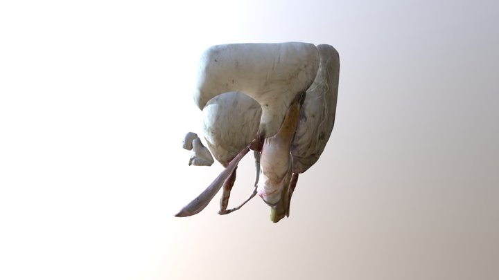 sheepish 3D Model