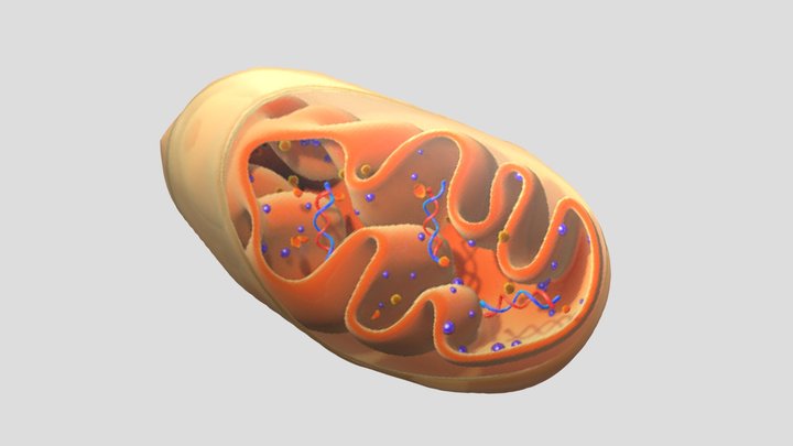 mitochondria model project