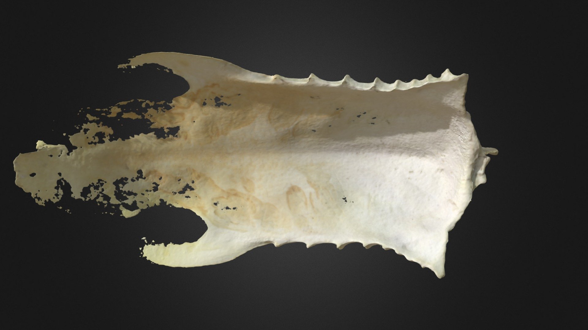 Gavia arctica, sternum — Sketchfab embed 3D viewer