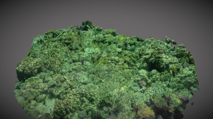 Coral Reef Islands 3D Model