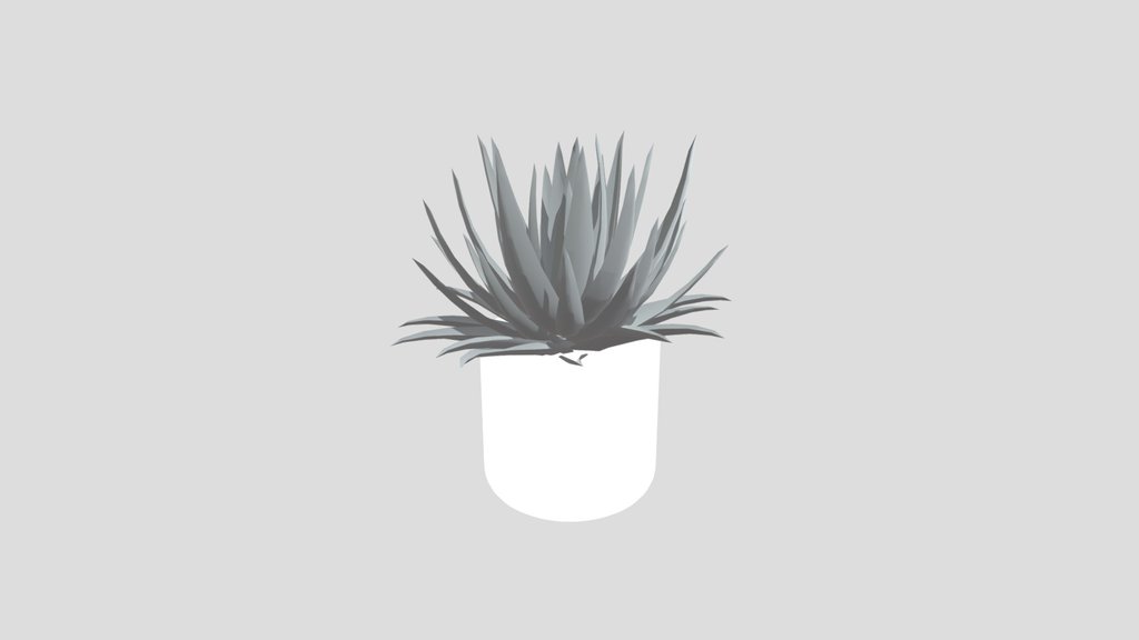 Plant Lech Agave Pottted