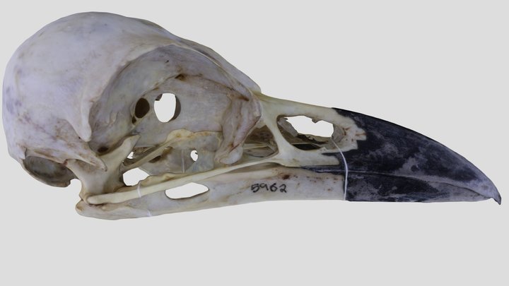 UWYMV:Bird:5962, Corvus brachyrhunchos, Skull – Free 3D Model STL