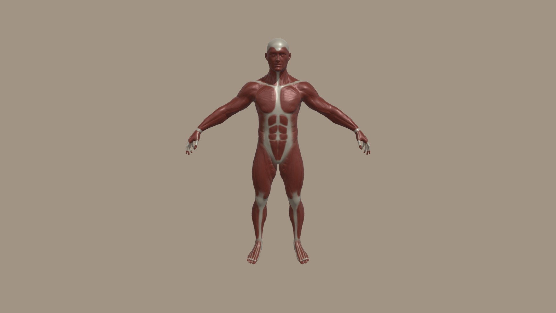 284 BRUYERE Daphne Anatomy