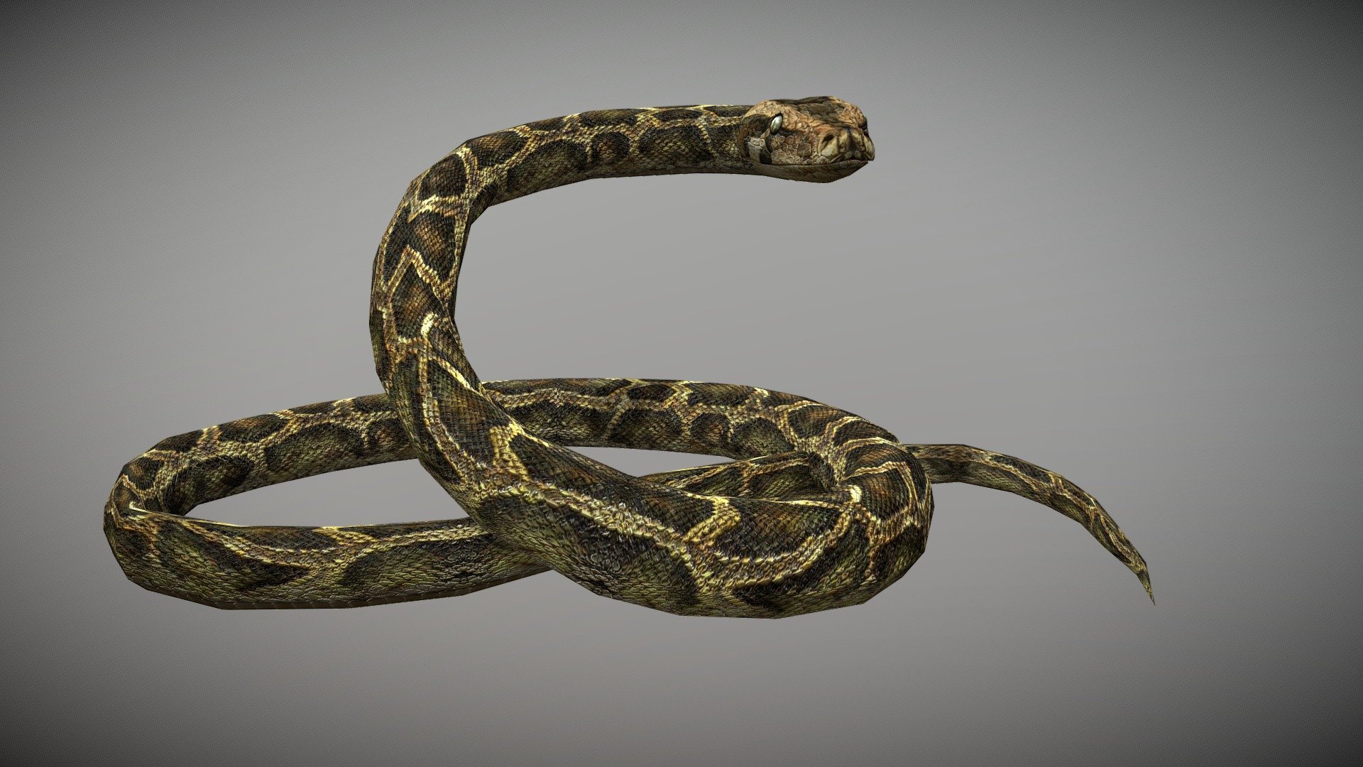 Anaconda Animated Buy Royalty Free 3d Model By Bilal Creation Production Bilalcreation