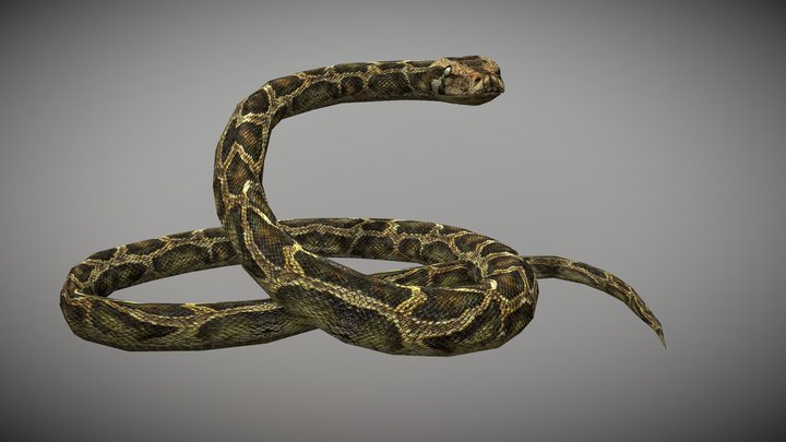 Anaconda Animated 3D Model