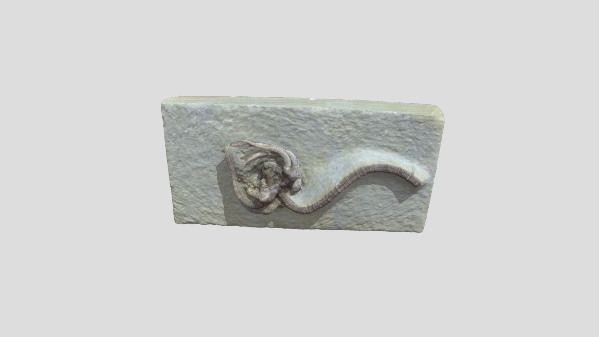 unknown specimen