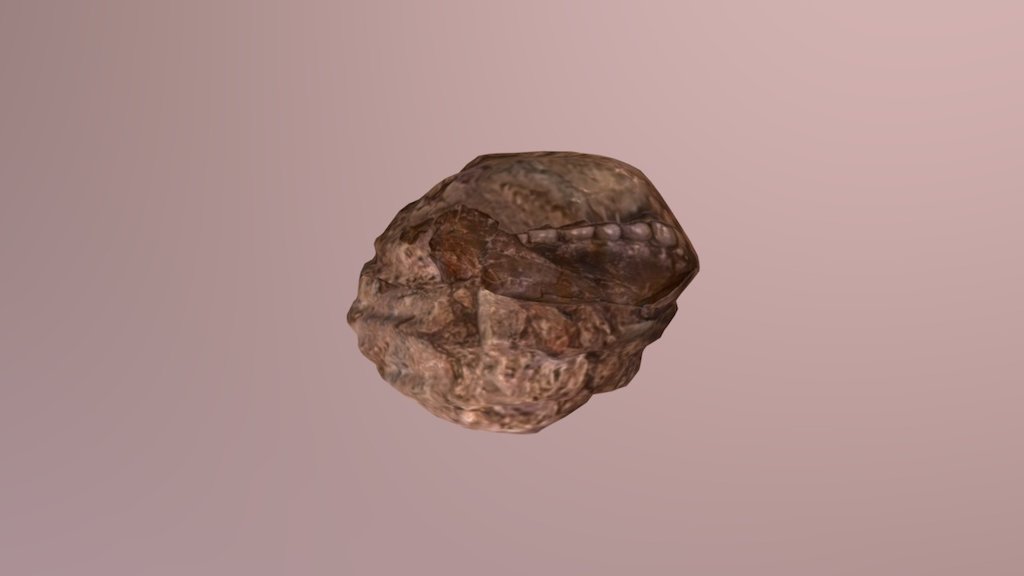 Irhoud Fossil Rock