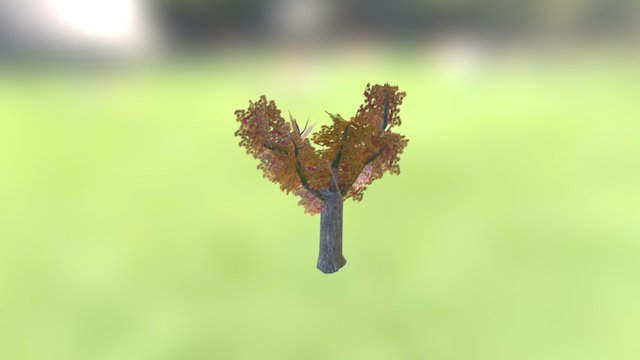 Maple_Tree 3D Model