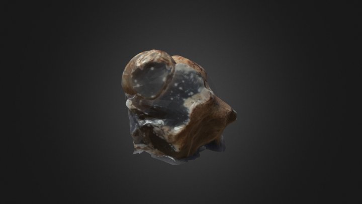 Fossil Scan 3D Model