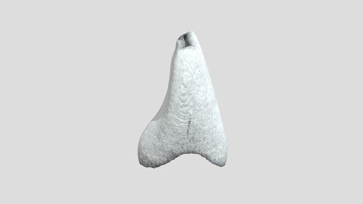 LLC_E 3D Model
