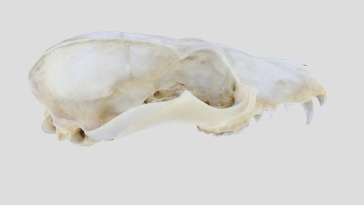UWYMV:Mamm:6720, Urocyon cinereoargenteus,Crania – Kostenloses 3D-Modell STL