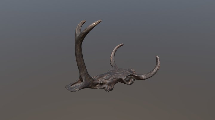 Synthetoceras Skull from Cast (VCU_3D_3815) – Modello 3D gratuito STL