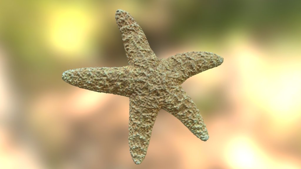 Starfish (VCU_3D_2389)