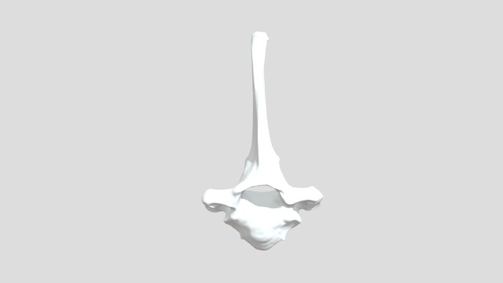 Vertebra Torácica 2 (Lama guanicoe) 3D Model