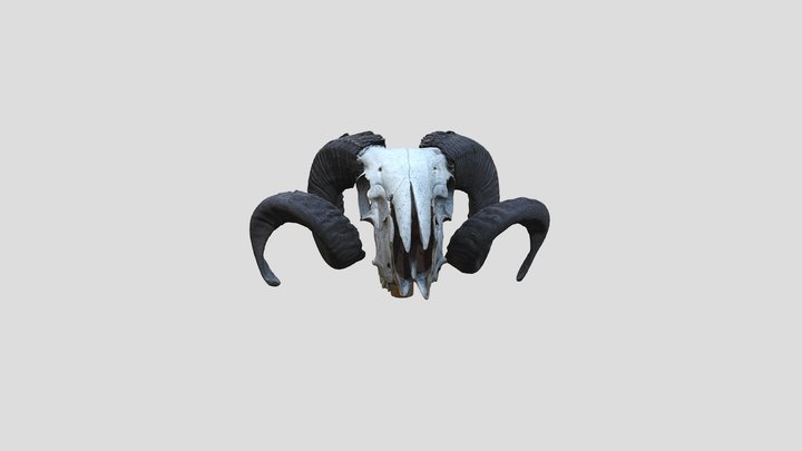 Baran 3D Model