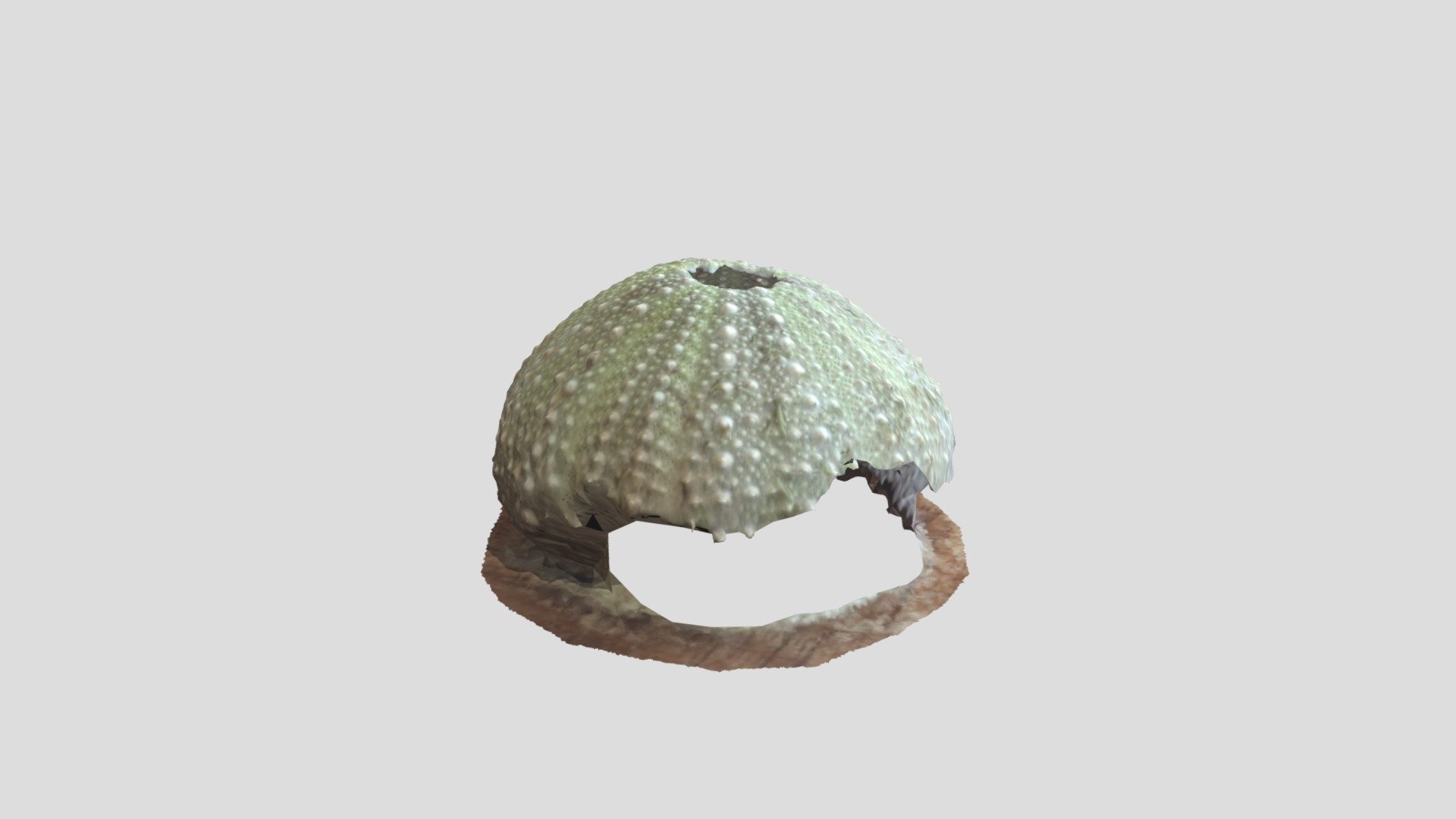 SeaUrchin