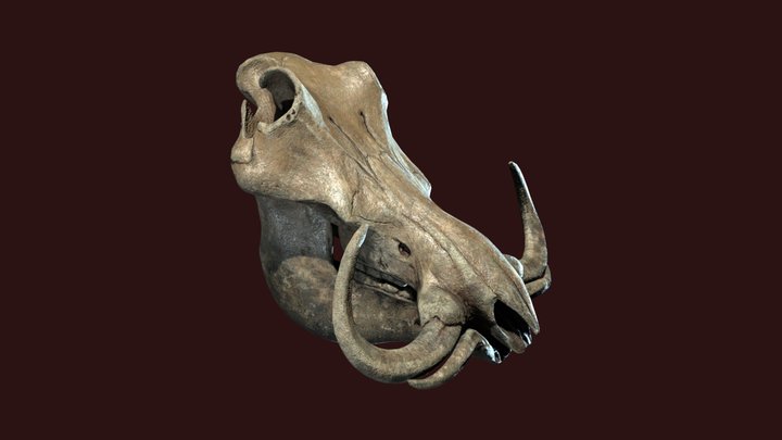 Warthog Skull