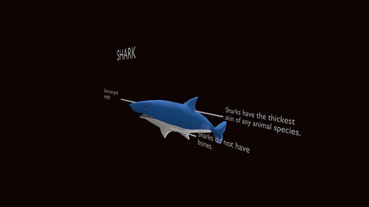 Shark 3D Model