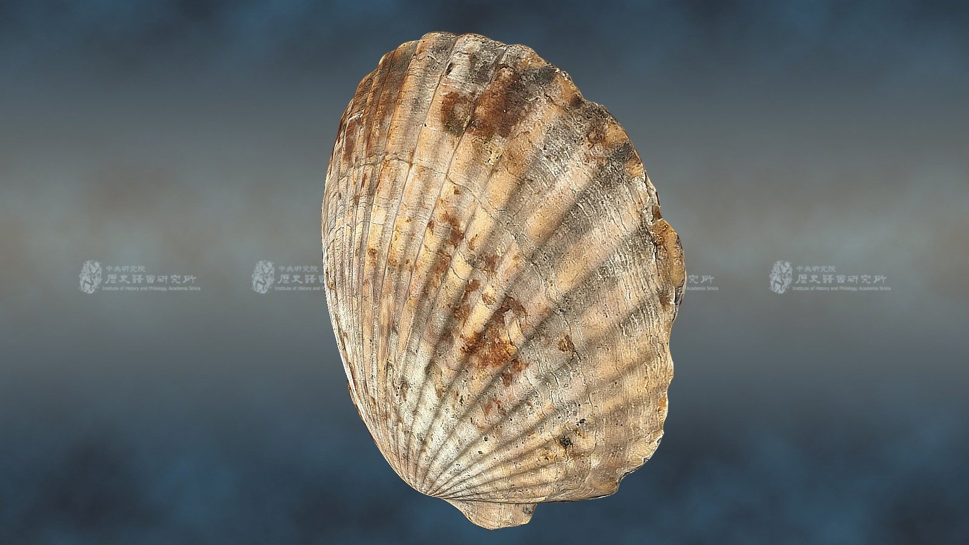 海扇容器 Shell container — Sketchfab embed 3D viewer