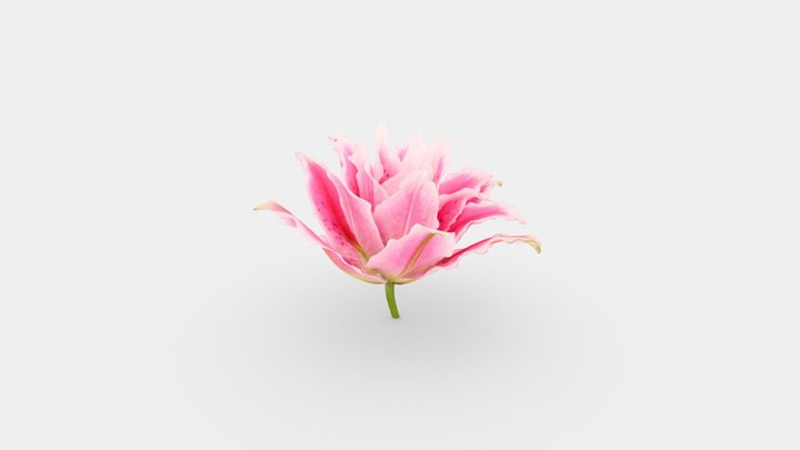 Pink Lilly / Roze Lelie 3D Model
