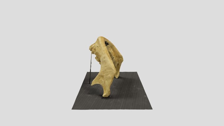 Mandible