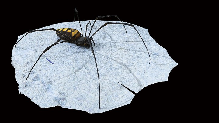 Model 29 - Philippine Orb-Weaving Spider