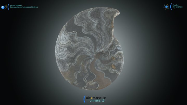 Goniatite - Goniatites