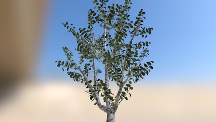 Birch 3D Model
