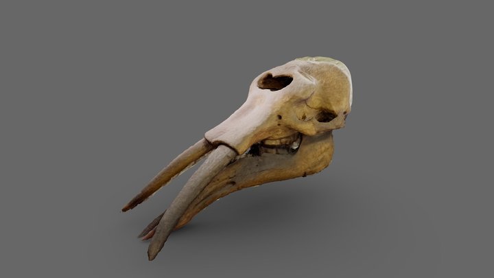 Gomphothere (?) Skull 3D Model