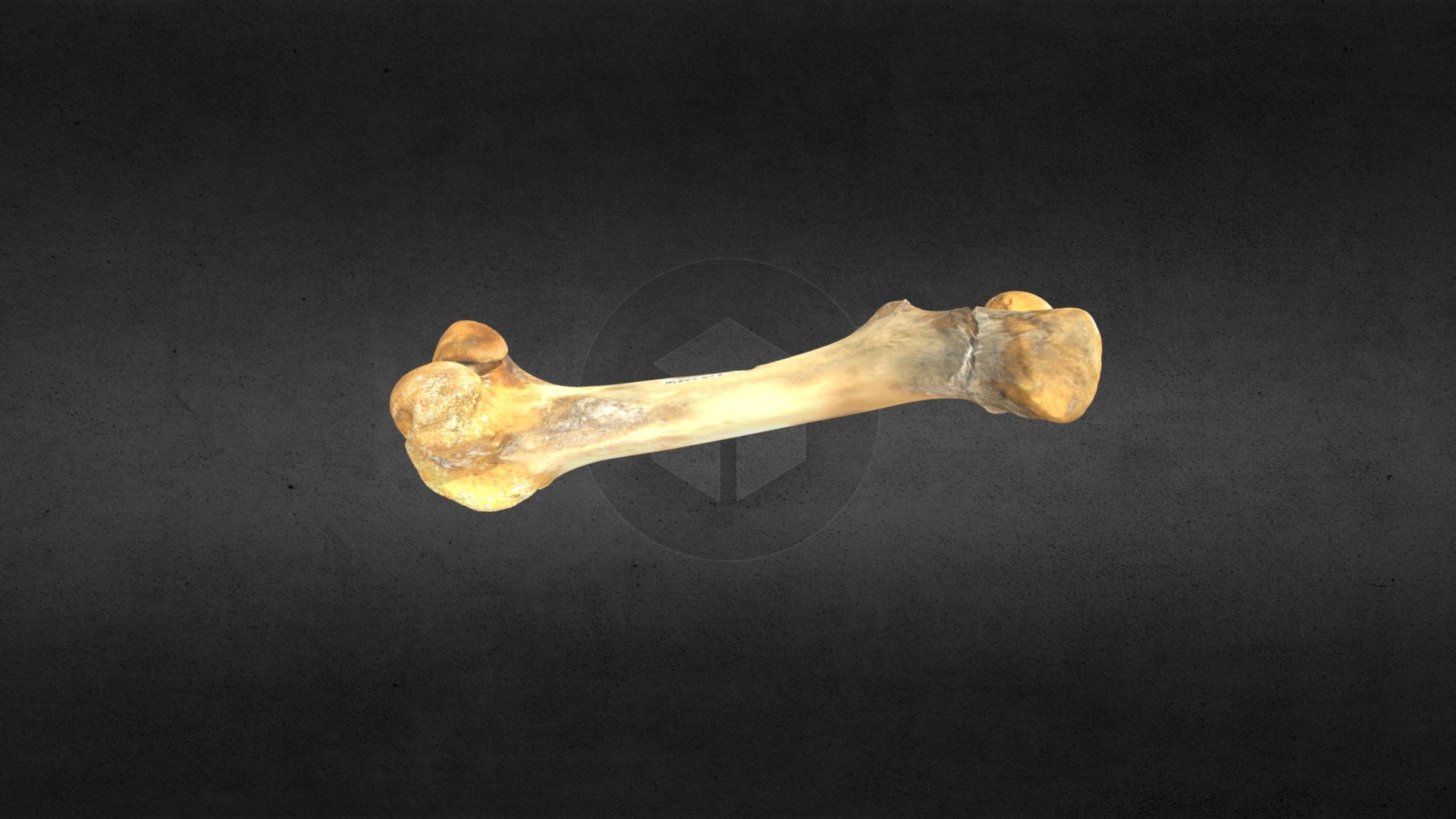 MSCC052 Ovibos moschatus Right Femur