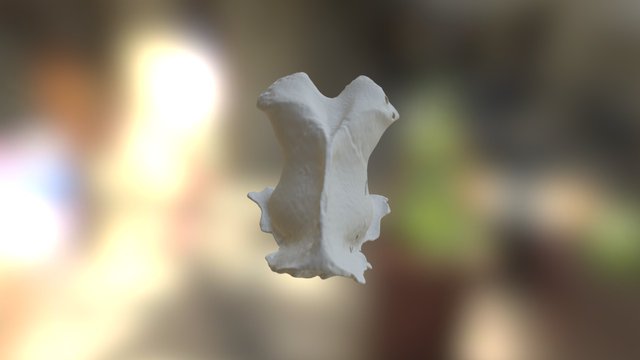 Homotherium CRN Tyson Spring 3D Model