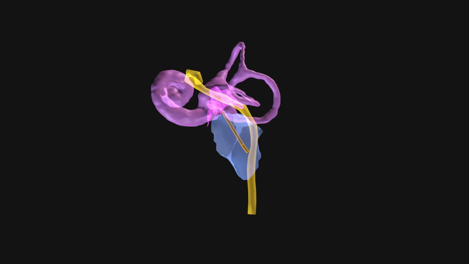 Ear 3D model original test 2.c4d - 3D model by catseyevisuals [c2cdc75 ...
