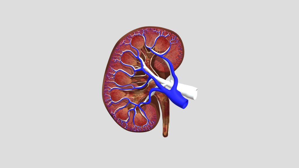 kidney