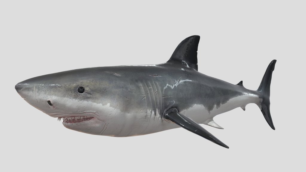 Swimming Shark