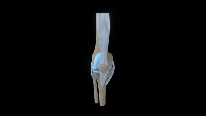 Knee_C 3D Model