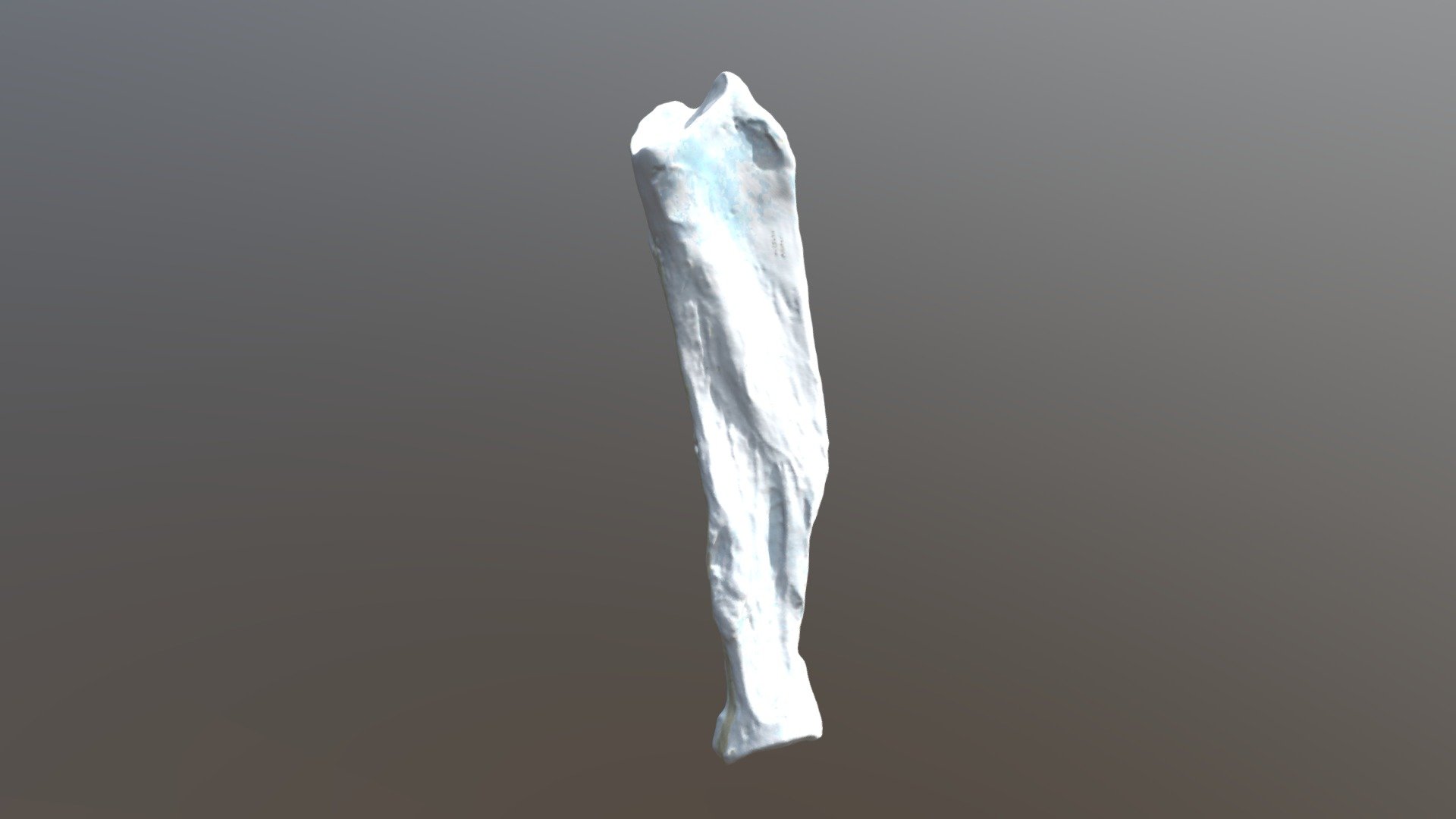 Giant Ground Sloth Radius (VCU_3D_2429)