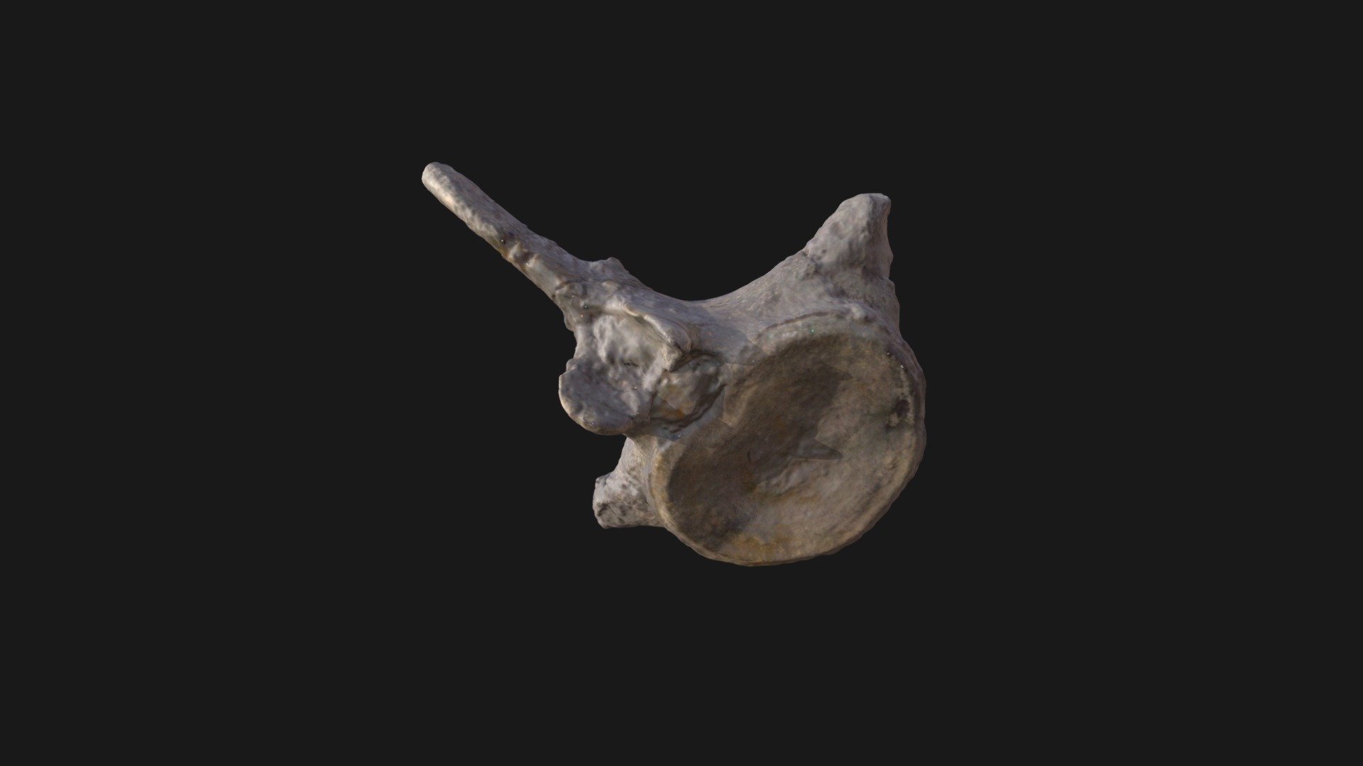 Vertèbre de Muraenosaurus